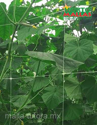 Malla tutora HORTOMALLAS aumenta la producción de cultivos de pepinos